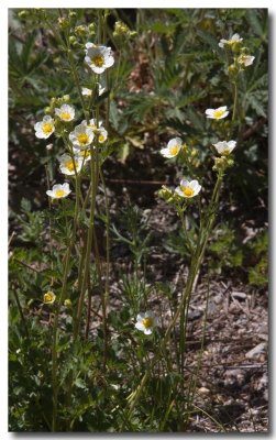 Sticky cinquefoil