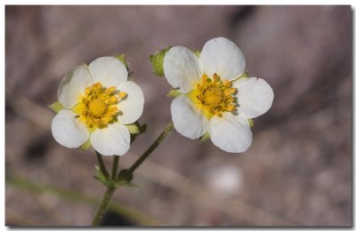 Sticky cinquefoil