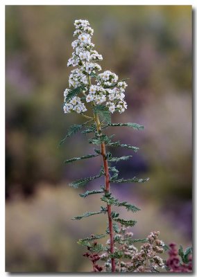Fern bush