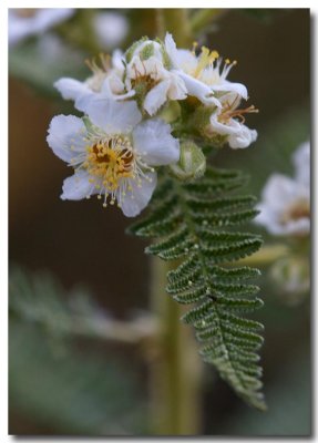 Fern bush
