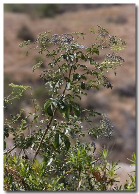 Mexican elderberry