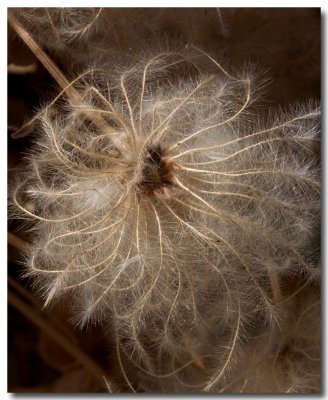 Apache plume