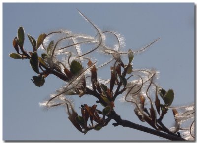 Apache plume
