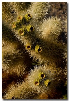 Jumping cholla