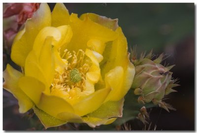 Western prickly pear