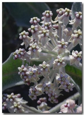 Indian milkweed