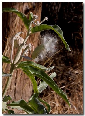 Indian milkweed