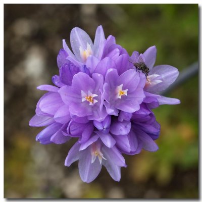 Brodiaea