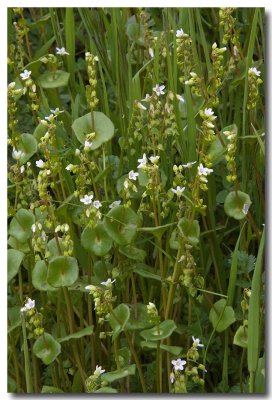 Purslane
