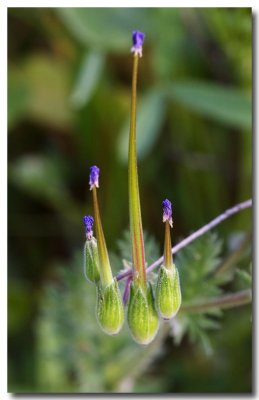 Redstem filaree