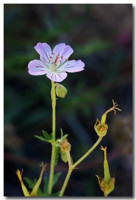 California geranium