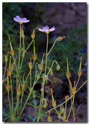 California geranium