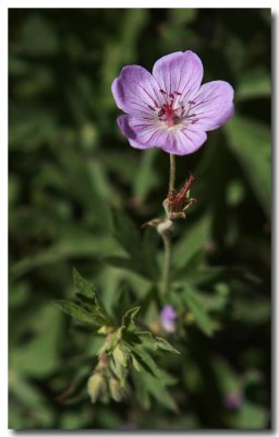 California geranium