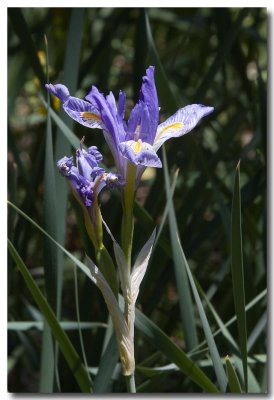 Rocky Mountain iris