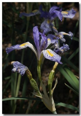 Rocky Mountain iris