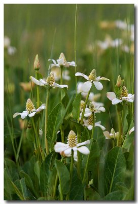 Yerba mansa