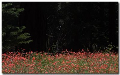 Scarlet gilia