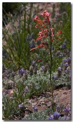 Scarlet gilia