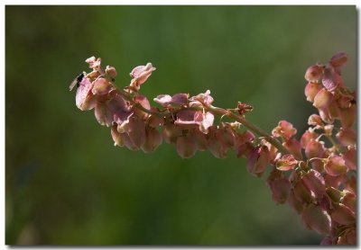 Buckwheat