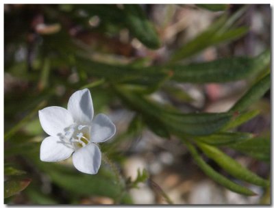 Chaparral gilia