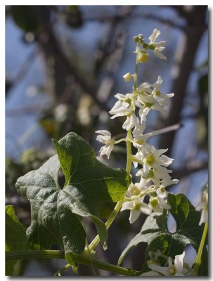 Southern wild cucumber