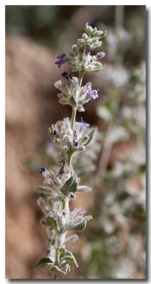 Desert lavender