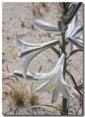 Desert lily