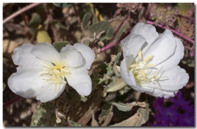 California evening primrose