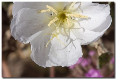 California evening primrose