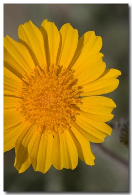 Desert sunflower