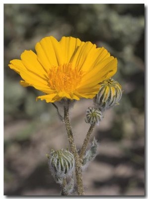 Desert sunflower