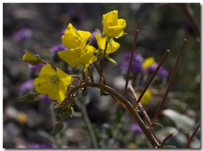 Yellow cup