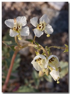 Evening primrose