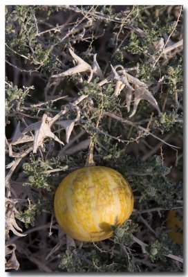 Coyote gourd