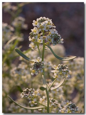 Desert pepper grass