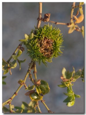 Creosote bush