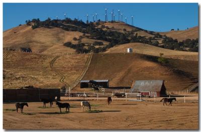 Windmills and horses