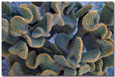 Desert coral