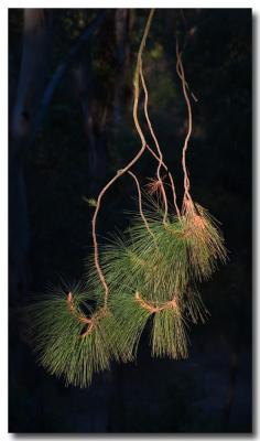 Hanging needles