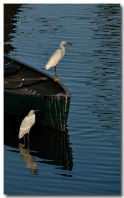 To the Egrets
