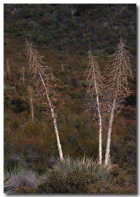 Chapparal yucca