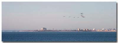 Pelicans of Hueneme