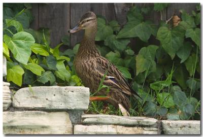 g3/73/234373/3/57735127.06031903Happyduck.jpg