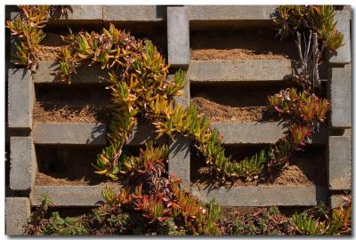 Ice plant