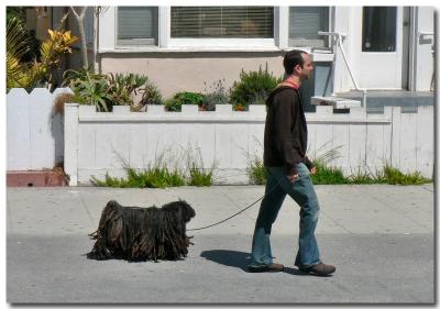 Rasta dog