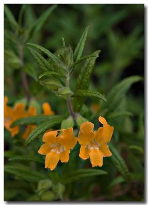 Sticky monkeyflower