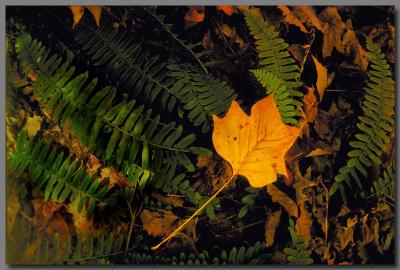 Bed of ferns