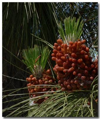 Pine blossoms