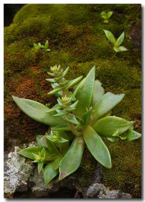 Succulent and moss