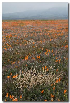 Poppies in the mist
